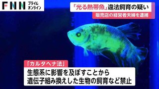 「光る熱帯魚」飼育・販売した「カルタへナ法」違反の疑い　熱帯魚店経営者夫婦を逮捕　一匹３万円