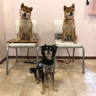 チワワって個体差すごいあるよね？