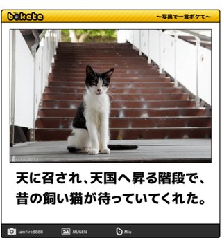 猫がみたい