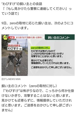 わびすけ逃走中