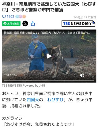 わびすけ逃走中