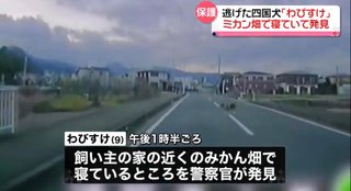 わびすけ逃走中