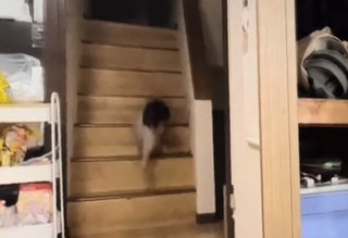 りっくん日記(YouTube)