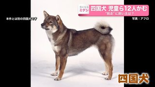 小学生ら12人襲った四国犬、散歩中のトイプードルかみ殺す【群馬県】