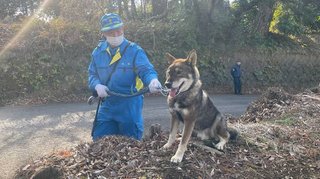 【神奈川県】逃げ出した四国犬が捕獲される けが人の情報なし