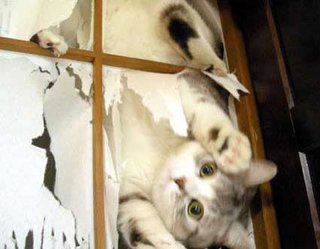 【ペット】ペットに部屋を荒らされたり、破壊された物ってある？