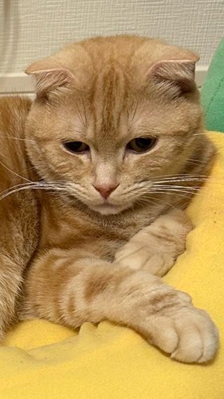うつ病になった猫