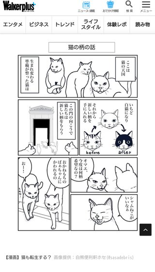 猫は生まれ変わる時に自分の柄を選んで生まれてくる説