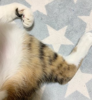 猫は生まれ変わる時に自分の柄を選んで生まれてくる説
