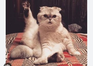 テイラー・スウィフトのペットの猫様の資産。