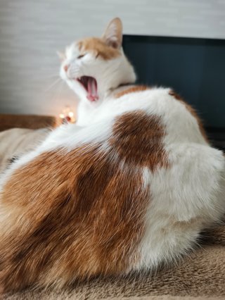 猫について何でもどうぞ【ねこ総合】