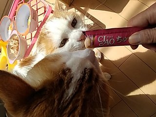 だいたひかる、１歳長男「自閉症の心配」医師に相談　母親としての思いつづる