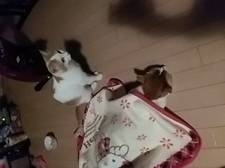 だいたひかる、１歳長男「自閉症の心配」医師に相談　母親としての思いつづる