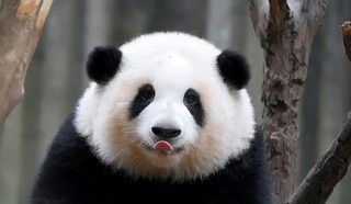 🐼大晦日の夜にパンダ「ホーファ」が屋外に置き去り　飼育員が解雇　中国・四川省