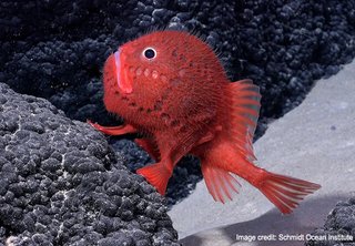 新種の海洋生物がチリの海底山脈で発見される
