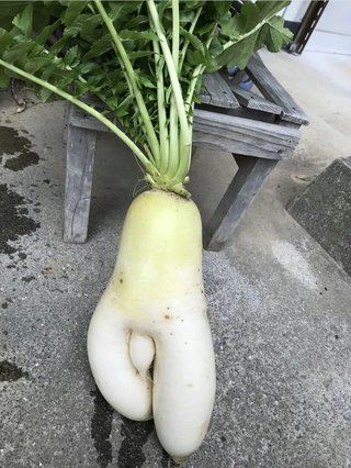 好きな大根料理は何ですか？