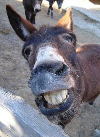 インスタの丸亀親善大使ファイナリストの方