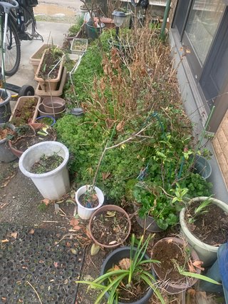 義母が放置した庭