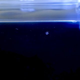 クラゲの赤ちゃんが産まれたので名前を募集します