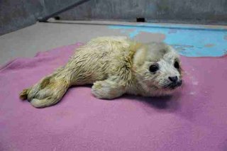 ゴマフアザラシの赤ちゃん、しながわ水族館で爆誕！ かわいすぎるモフモフ姿はいつまで？