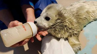 ゴマフアザラシの赤ちゃん、しながわ水族館で爆誕！ かわいすぎるモフモフ姿はいつまで？