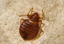 【悲報】トコジラミ東京の電車やバスで萬延か！