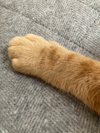 包丁で切る時、添える手は猫の手って言うけど猫の手にしてない