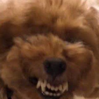 トイプードルって何であんなに可愛くないんだろう。