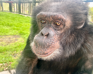 マイケル・ジャクソンの親友バブルス君　今年で41歳に