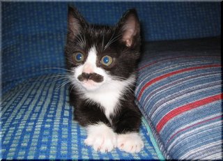 にゃんこにシブイ名前つけて下さい