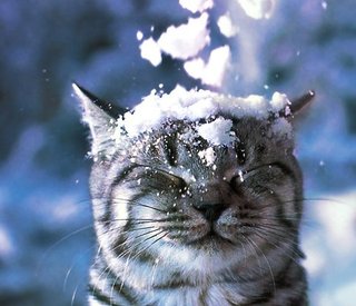 犬や猫を可愛いー！と思えない私