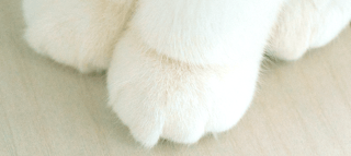 包丁で切る時、添える手は猫の手って言うけど猫の手にしてない