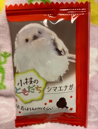 鳥好きさん、いませんか？