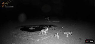 砂漠に設置された人工水飲み場を見守るライブカメラ配信が癒されると話題