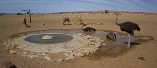 砂漠に設置された人工水飲み場を見守るライブカメラ配信が癒されると話題