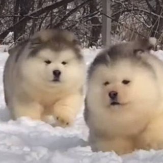 トイプードルって何であんなに可愛くないんだろう。