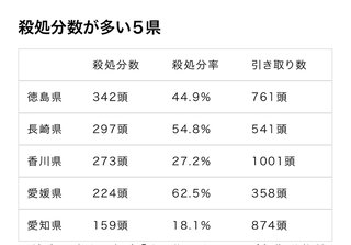 庭の物置に子猫が産まれてた