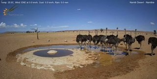 砂漠に設置された人工水飲み場を見守るライブカメラ配信が癒されると話題
