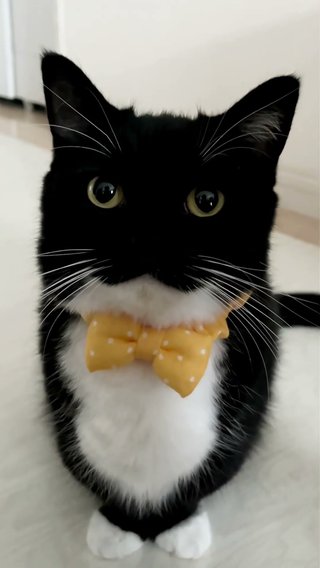 猫は生まれ変わる時に自分の柄を選んで生まれてくる説