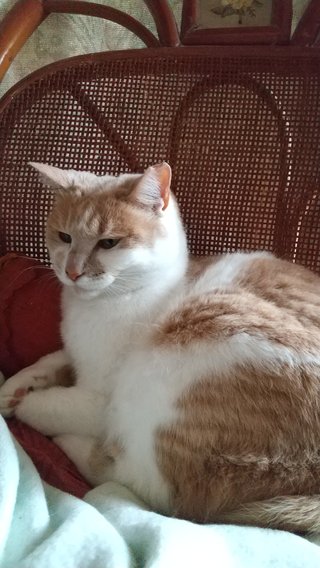 うちのミージー