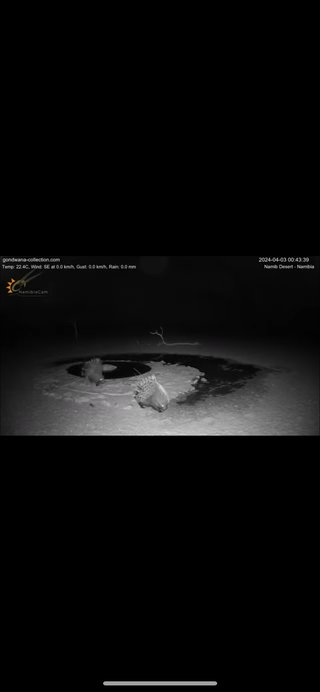 砂漠に設置された人工水飲み場を見守るライブカメラ配信が癒されると話題