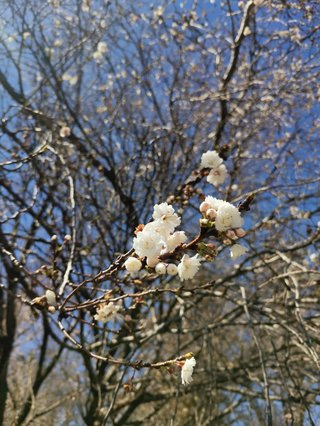 お花見した方、桜のお写真見せてくださーい