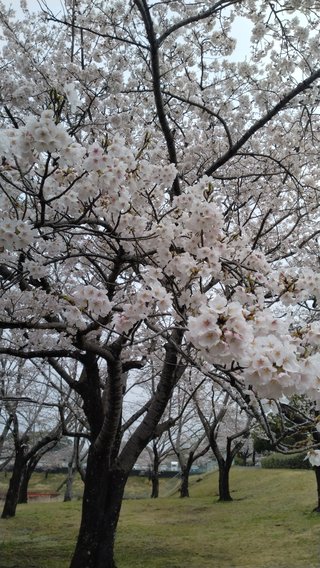 満開の花見行けない。悲しい。