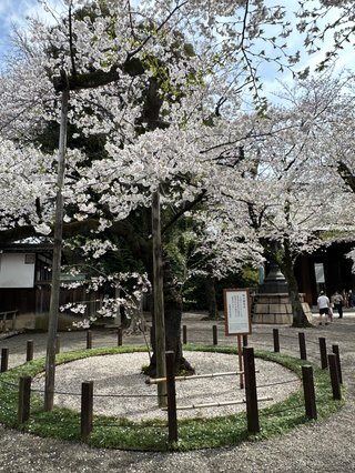 満開の花見行けない。悲しい。