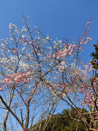 満開の花見行けない。悲しい。