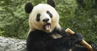 中国に行ったパンダのシャンシャン、日本語が聞こえると耳をそばだてて反応