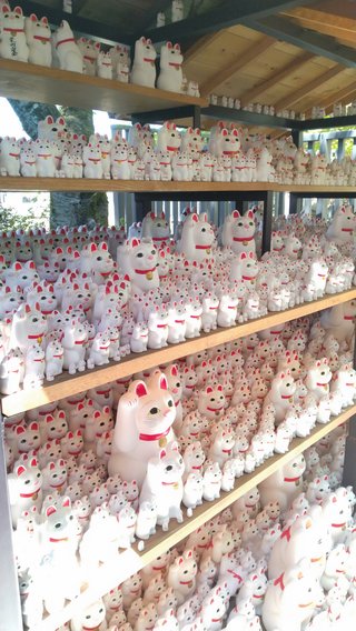 猫について何でもどうぞ【ねこ総合】