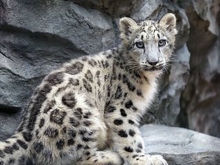 ユキヒョウの赤ちゃん