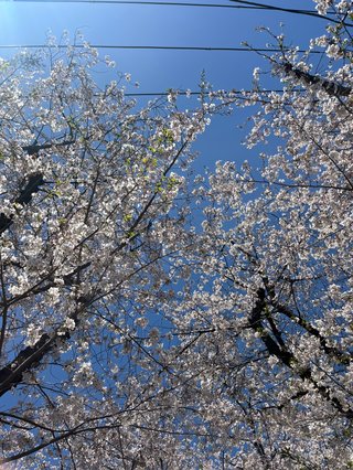 お花見した方、桜のお写真見せてくださーい