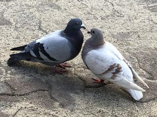 鳩って何であんなに可愛いの
